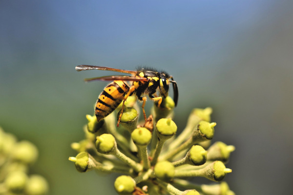 Guêpe sur fleur de lierre commun / Pixabay